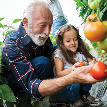 Grandfather picking tomatoes with granddaughter. Link to Life Stage Gift Planner Over Age 65 Situations. Grandfather picking tomatoes with granddaughter. Link to Life Stage Gift Planner Over Age 65 Situations.